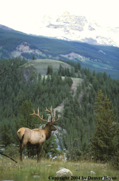 Bull elk in habitat.