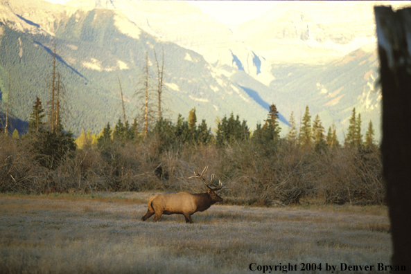 Bull elk in habitat.