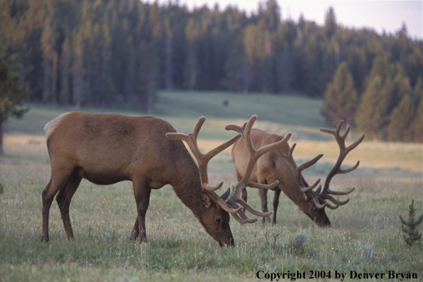 Bull elk in velvet