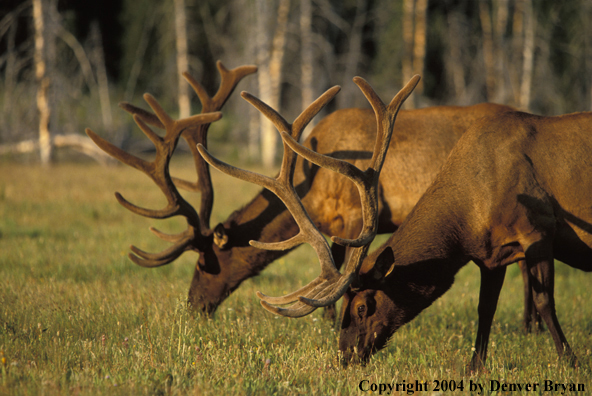 Bull elk in velvet