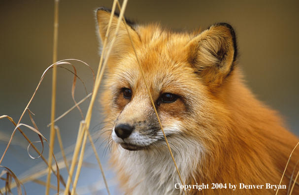 Red fox in habitat.