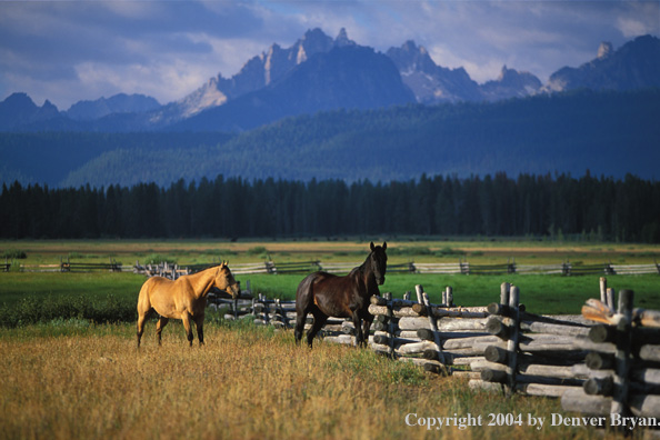 Quarter horses in pasture.