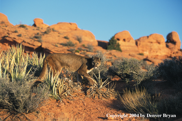 Mountain lion in habitat