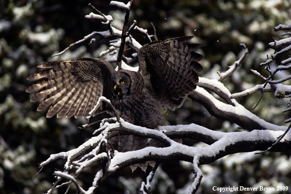 Great Gray owl juvenile