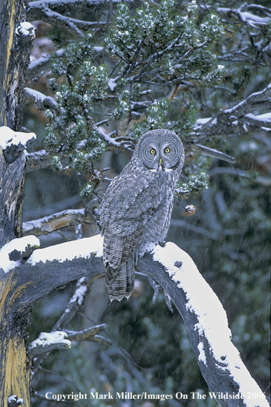 Great Grey Owl.