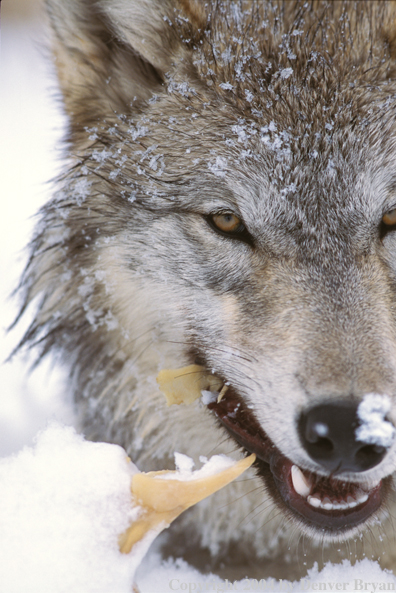 Gray wolf chewing on bone.