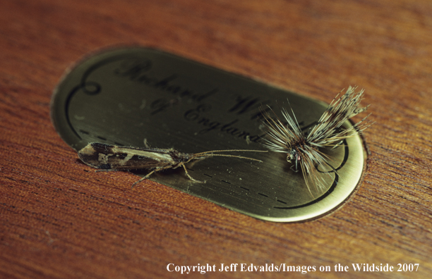 Close-up of a caddis and it's imitation sitting on a wooden fly box