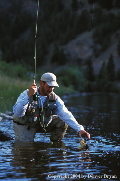 Flyfisherman landing brown trout.