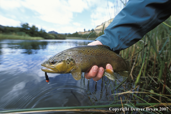 Brown Trout on fly.