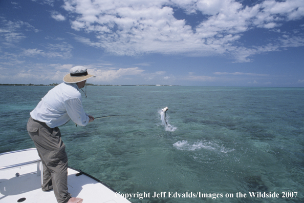 Tarpon