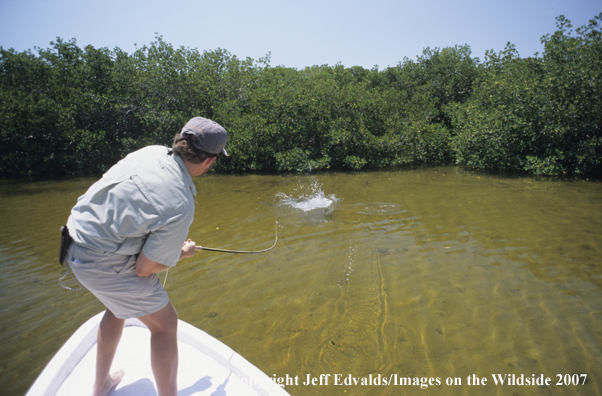 Tarpon