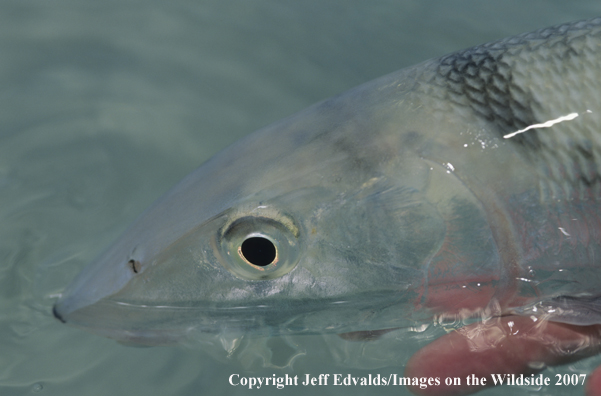 Bonefish close-up