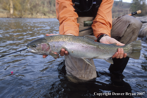 Flyfisherman holding steelhead.