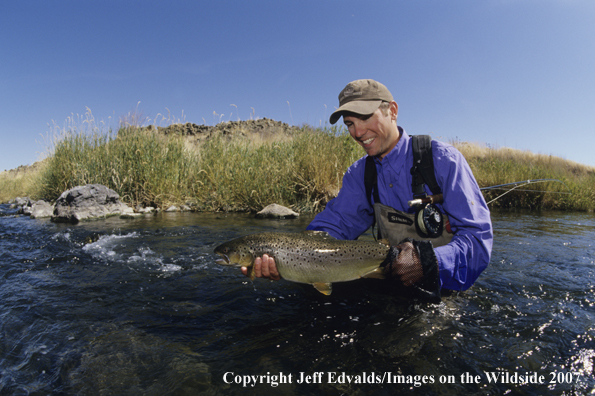 Brown Trout