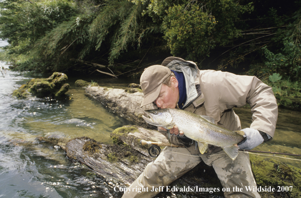 Brown Trout