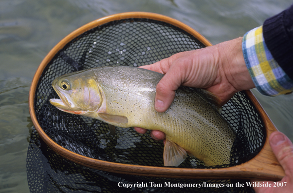 Cutthroat Trout