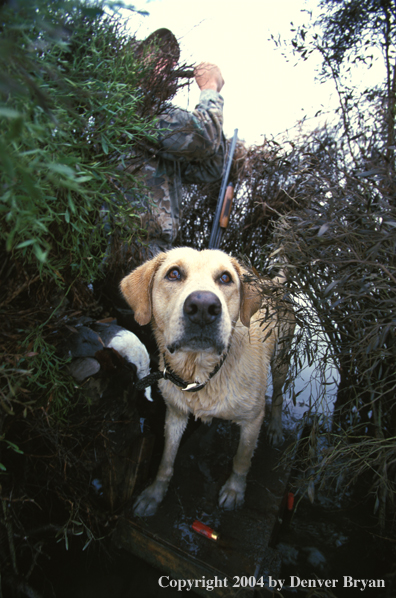 Yellow Labrador Retriever on stand