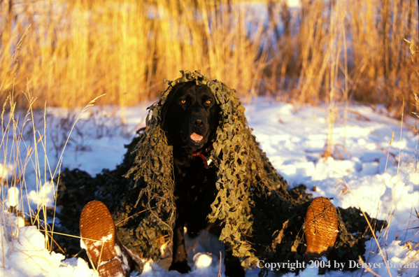 Black Labrador Retriever in blind with hunter.