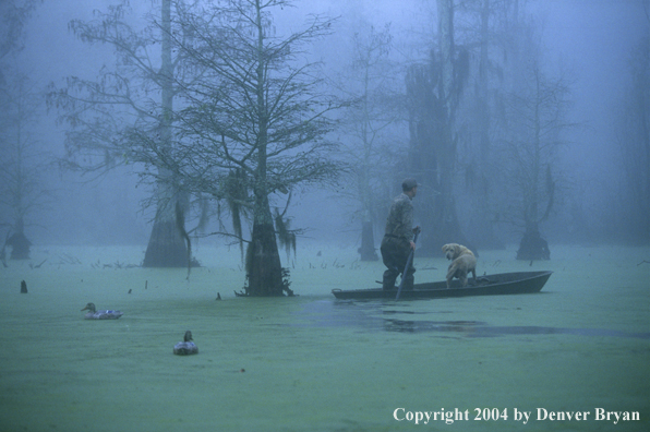 Waterfowl hunter and labrador retriever in bald cypress swamp with decoys.