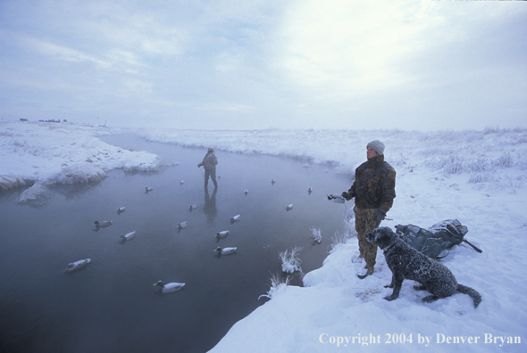 Waterfowl hunters with black Lab setting decoys.