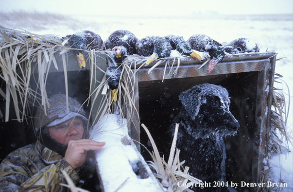 Waterfowl hunter with black Lab in blind. 