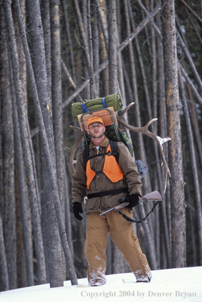 Big game hunter packing elk rack out on snowshoes.