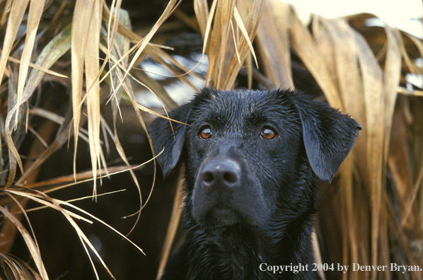 Black Labrador Retriever in blind 