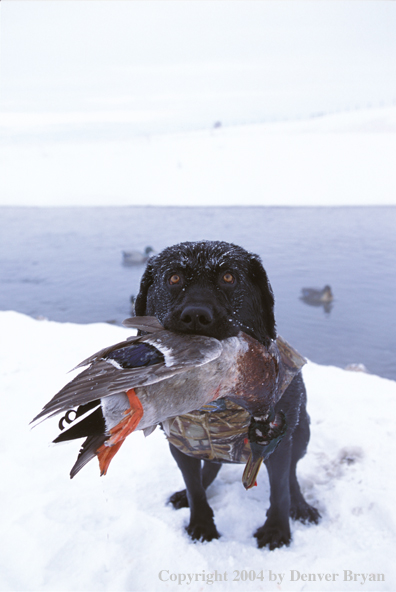 Black Labrador Retriever with mallard