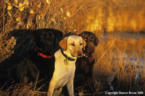 Labrador Retrievers