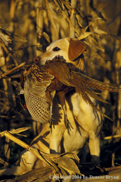 Yellow Labrador Retriever with pheasant