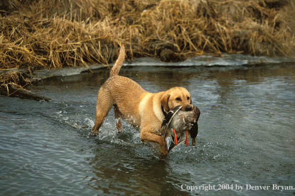 Yellow Labrador Retriever with mallard