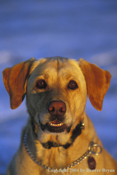 Yellow Labrador Retriever 