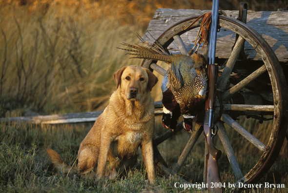 Yellow Labrador Retriever with pheasants