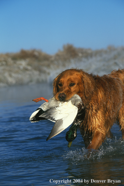 Golden Retriever with bagged duck.  