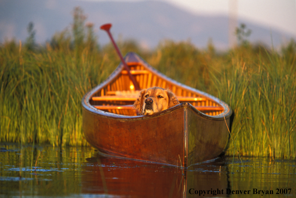 Golden Retriever in canoe.