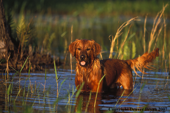 Golden Retriever in water.