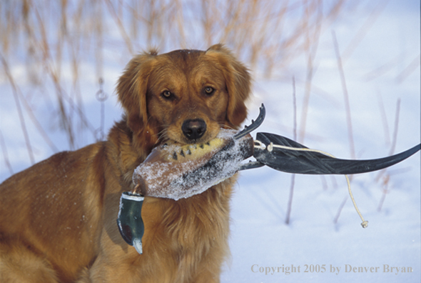 Golden Retriever with pheasant retrieving dummy