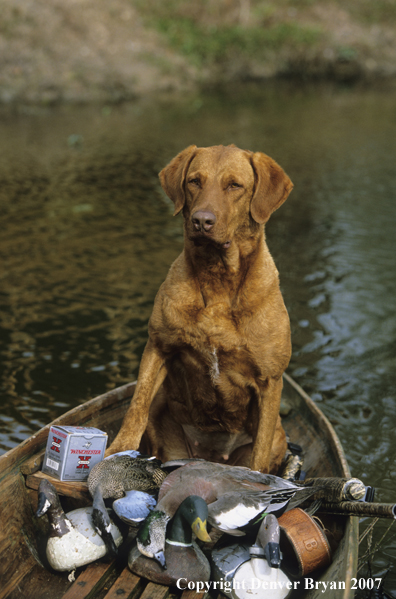 Chesapeake Bay Retriever on porch