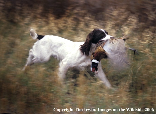 Springer Spaniel retrieves pheasant.