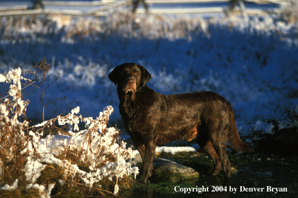 Chocolate Labrador Retriever 