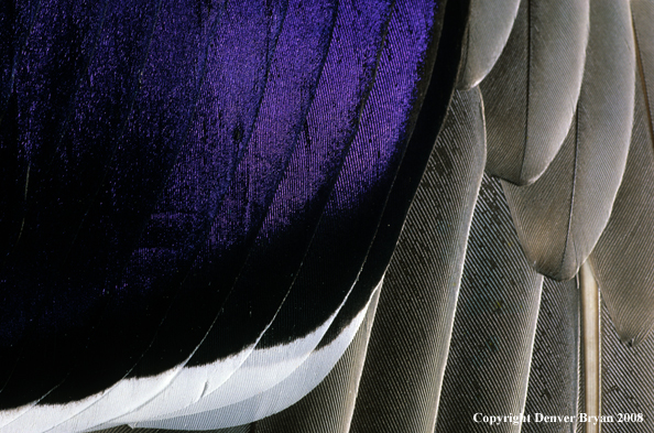 Mallard drake wing feathers