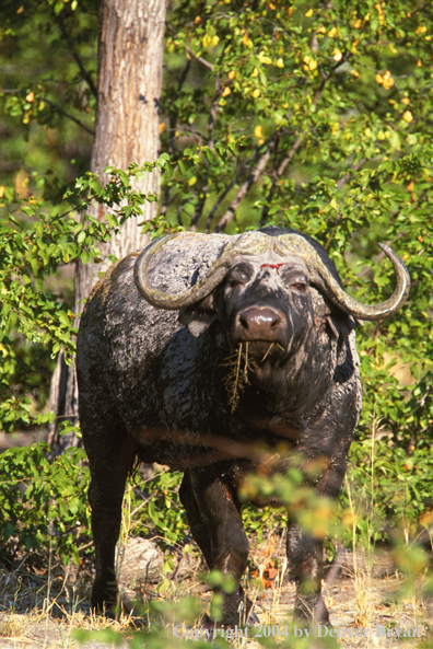 Cape Buffalo grazing.