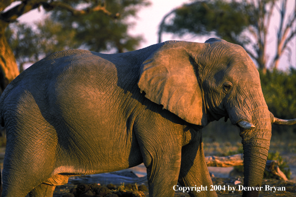 African elephant at sunrise/sunset.