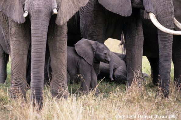 African Elephants