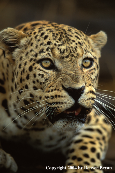 Leopard in habitat. Africa