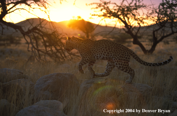 Leopard in habitat. Africa