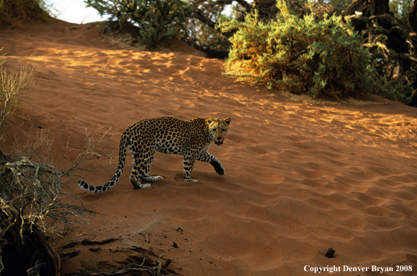 Leopard walking across sand