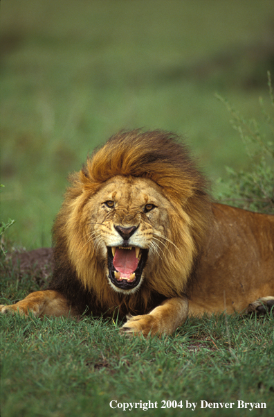 Male African lion in habitat. Africa