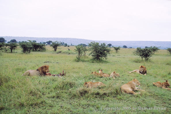 African lion pride feeding on zebra kill.