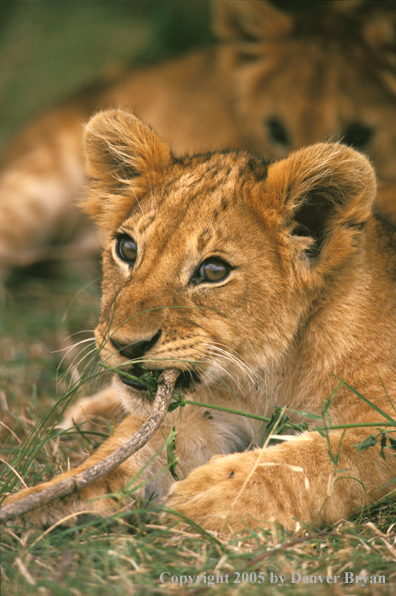 Lion cubs in habitat. Africa.